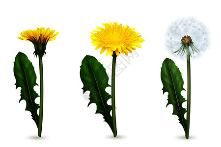 黄色蒲公英真实的图像黄色白色蒲公英花与叶同阶段的开花孤立矢量插图蒲公英同开花阶段的现实设定插画