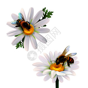 两只蜜蜂雏菊雏菊花现实图标白色背景矢量插图蜜蜂坐雏菊花上图片