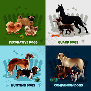 四个方形狗品种图标装饰警卫狩猎同伴狗描述矢量插图狗品种背景图片