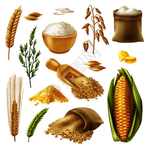 谷物燕麦彩色现实的谷物图标与小麦大米大麦燕麦玉米矢量插图谷物图标插画
