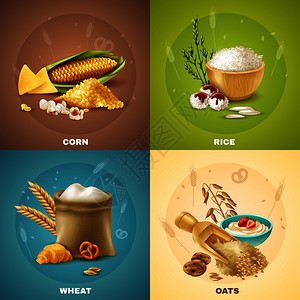 四个谷物图标集与玉米水稻小麦燕麦描述矢量插图谷物图片