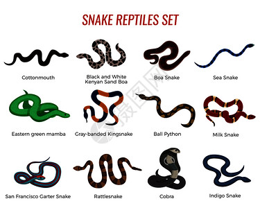 蛇爬行动物各种类型的BOA,皇家蟒蛇,眼镜蛇,响尾蛇,海蛇孤立矢量插图蛇爬行动物背景图片