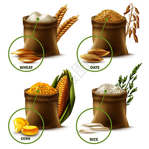 麻袋中的大米套农业谷物,包括小麦粉燕麦玉米大米分离载体插图农业谷物套装插画