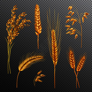 小麦矢量图透明背景矢量图上分离出大米燕麦小麦小穗大麦的真实谷物逼真的谷类透明背景集插画