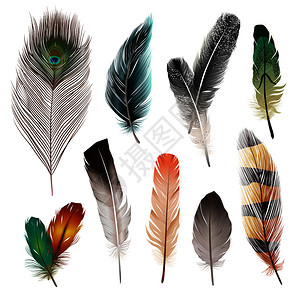 鸟类逼真的羽毛同的形状颜色矢量插图鸟的羽毛图片