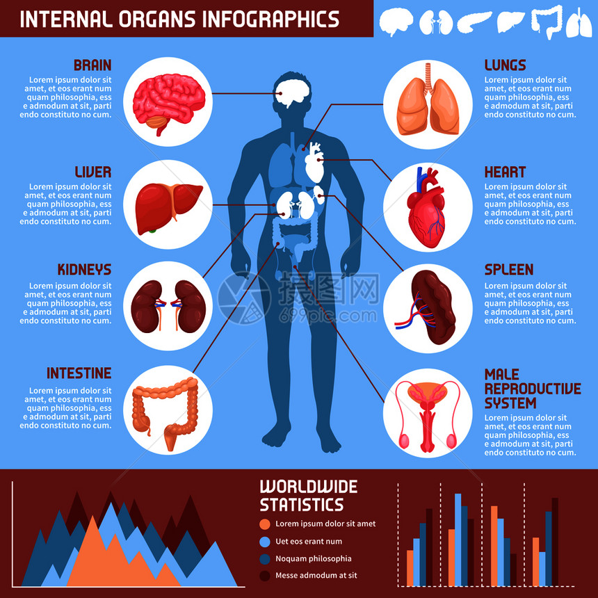 人类内脏信息与消化,呼吸生殖系统的信息男身体矢量插图人类内脏信息图图片