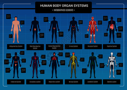 人体内脏循环神经骨骼系统解剖学生理学平教育信息矢量图人体信息图图片
