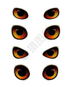 看对眼猫头鹰情感眼睛现实收集与鸟眼同形状的空白背景矢量插图猫头鹰眼睛写实收藏插画