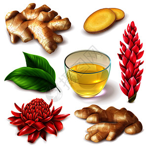 现实的姜根与红花辛辣与茶,叶子白色背景上分离矢量插图现实的姜根辣辣套餐图片