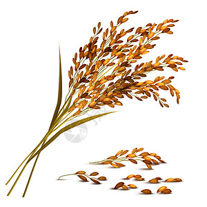 荞麦稻穗谷物与收获农业符号的现实矢量插图米粒插图插画