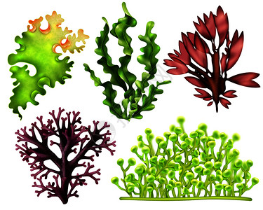 逼真的海草,包括红色棕色绿色食品藻类分离矢量插图现实的海草食物集背景图片