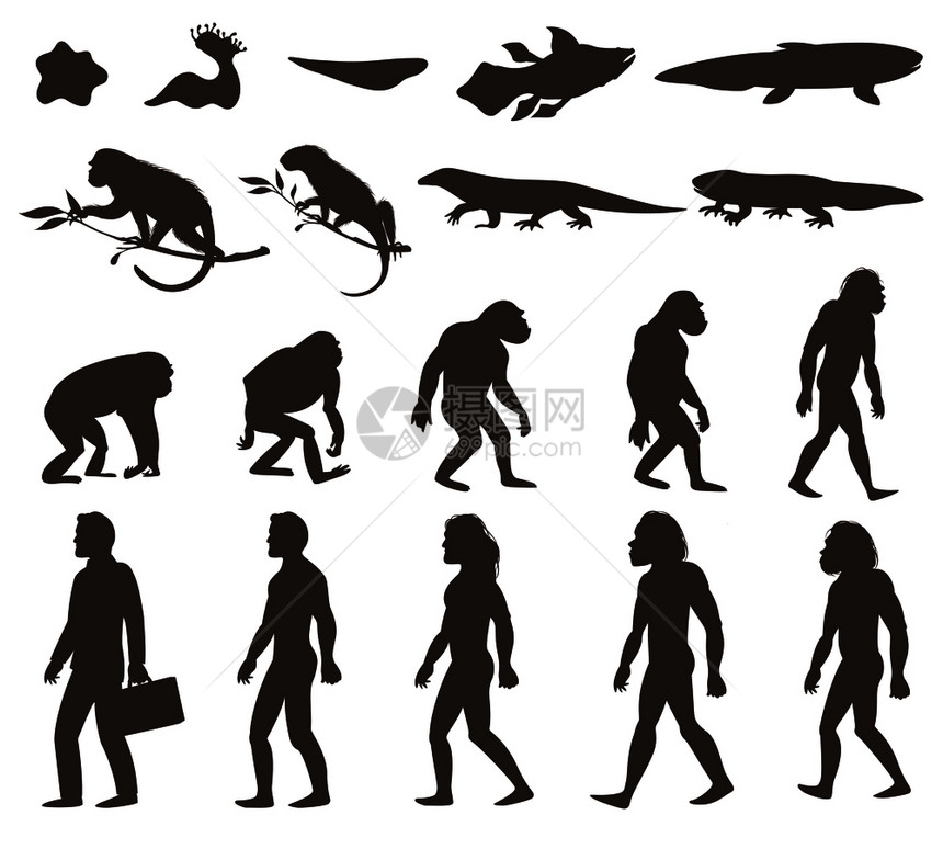 人类进化达尔文理论两栖动物爬行动物灵长类动物现代人孤立矢量插图的剪影集人类达尔文进化剪影集图片