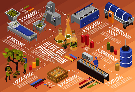 橄榄油生产过程等距信息收获装瓶与离心压榨分离矢量插图橄榄油生产信息图表插画