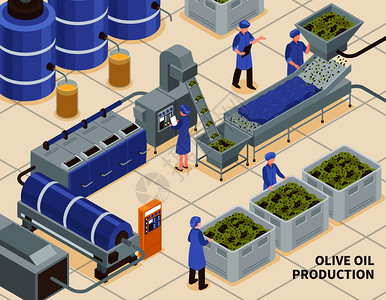 橄榄油生产现代自动化设施线等距成与采集的水果压榨提取工艺矢量图橄榄油生产等距插画