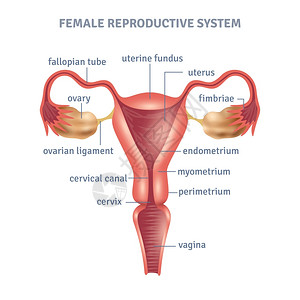 人结构子宫海报子宫医学海报与女生殖系统方案的白色背景平矢量插图插画