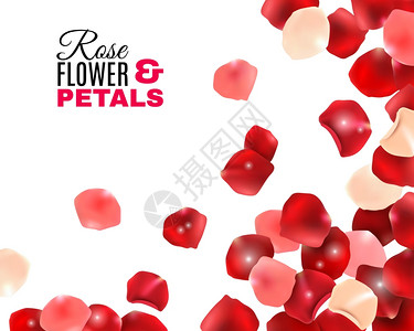 玫瑰花瓣背景扁平的红色粉红色玫瑰花瓣与白色背景矢量插图的光效应图片