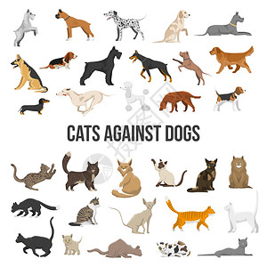 狮子狗繁殖狗猫彩色图标集同品种的狗猫白色背景矢量插图插画