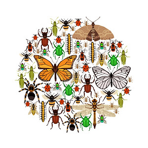 昆虫矢量插图昆虫的圆形昆虫矢量插图昆虫装饰符号昆虫平昆虫元素收集图片