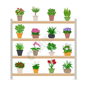 高雅紫罗兰盆栽货架上的盆栽插图室内植物鲜艳的花朵货架上成平矢量插图插画