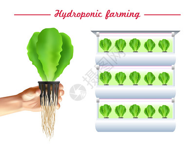 菠菜根水培系统海报水培系统海报与绿色植物床手与幼苗白色背景矢量插图插画