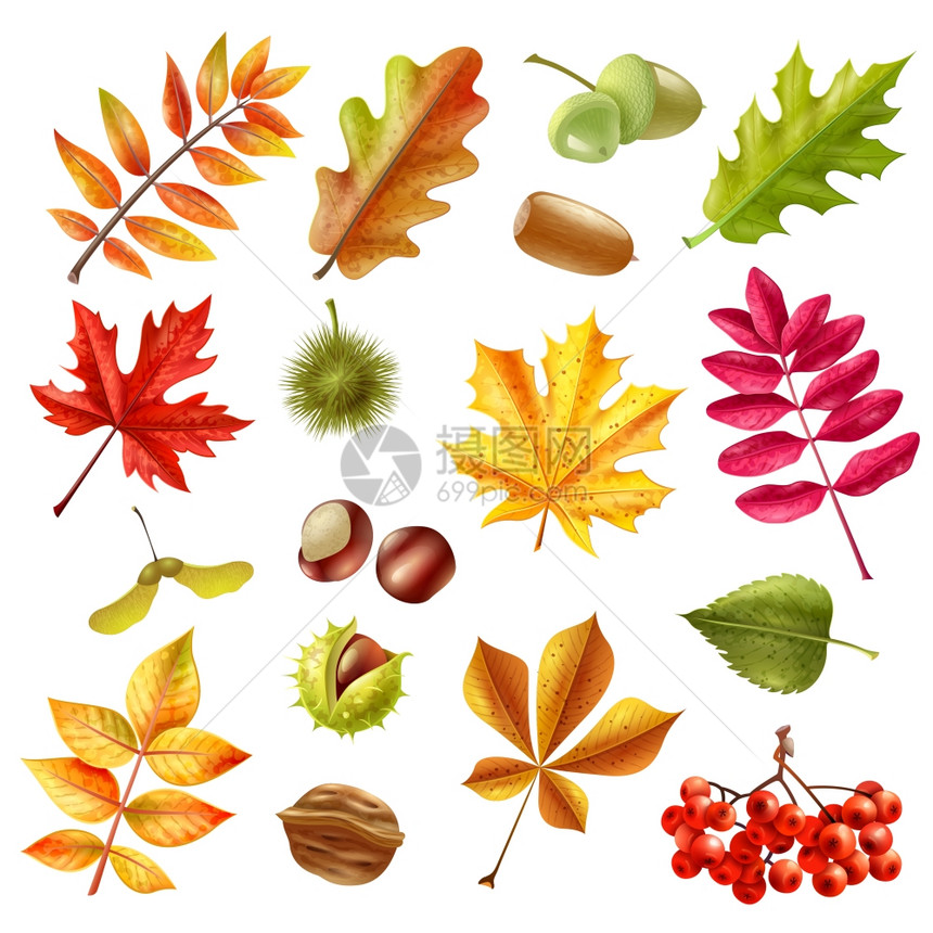秋天的树叶美丽的彩色秋叶来自同的树木,栗子,蓝莓橡子白色背景平矢量插图上图片
