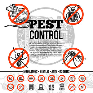 虫害控制信息图害虫防治信息与昆虫老鼠的图标保护手段草图风格的孤立矢量插图背景图片