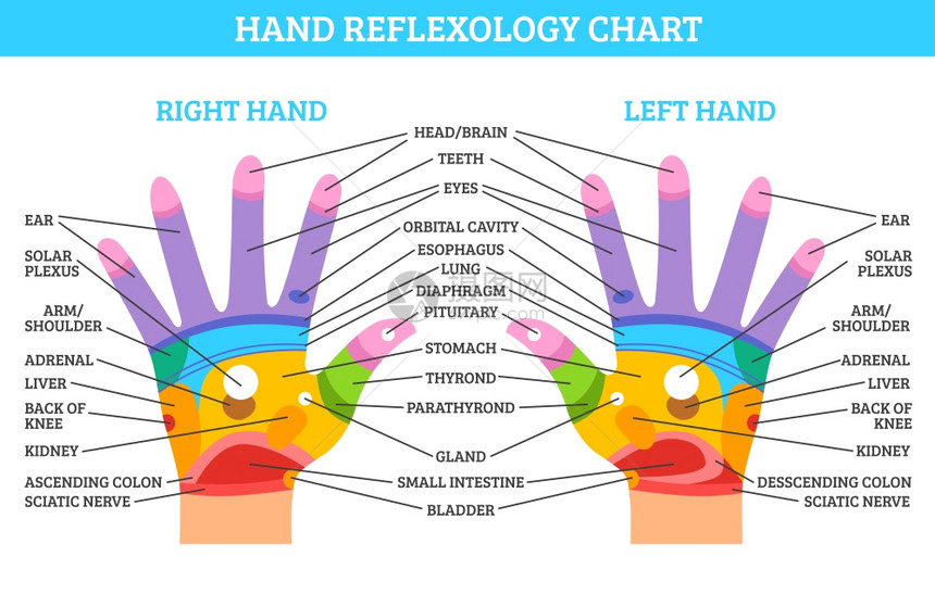 手反射学图表彩色左右手反射图,白色背景平矢量插图上描述相应的器官身体部位图片