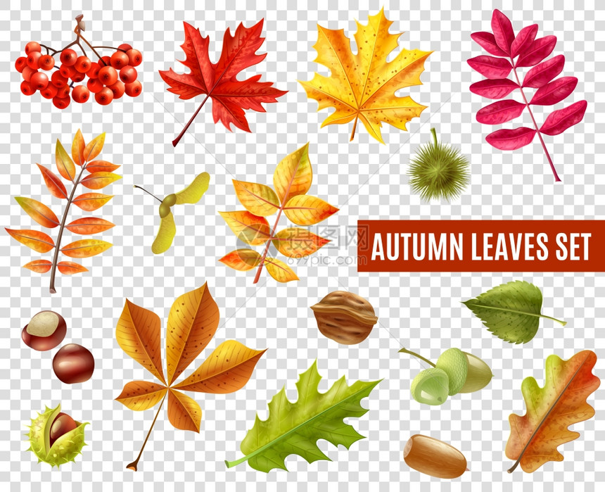 秋叶透明彩色秋叶同的树木,栗子,罗湾橡子分离透明的背景平矢量插图图片