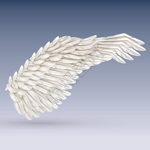 白色的鸟翼单白色大鸟翼蓝色背景与阴影现实矢量插图图片