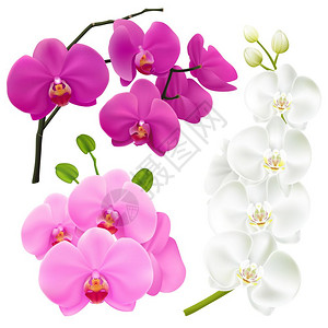 兰花花写实多彩套装兰花枝与五颜六色的花朵3现实图像粉红色洋红紫色白色矢量插图背景图片