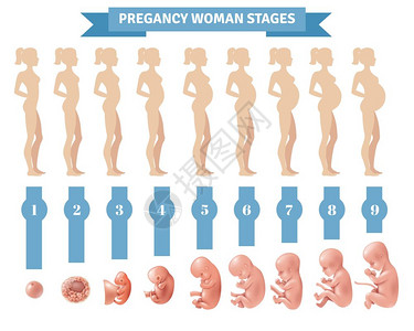怀孕妇女阶段矢量插图妊娠妇女分期矢量插图与平轮廓孕妇现实的人类胚胎发育图标背景图片