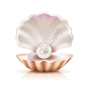 贝壳光泽贝壳珍珠逼真的孤立图像珍珠母淡水贝壳软体动物的开放外壳中闪耀,特写逼真的图像矢量插图插画