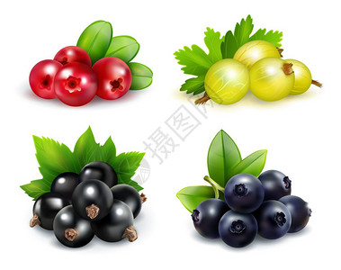 蔓越莓水果浆果集群现实浆果集群现实的风格与醋栗,蔓越莓,蓝莓黑醋栗矢量插图插画
