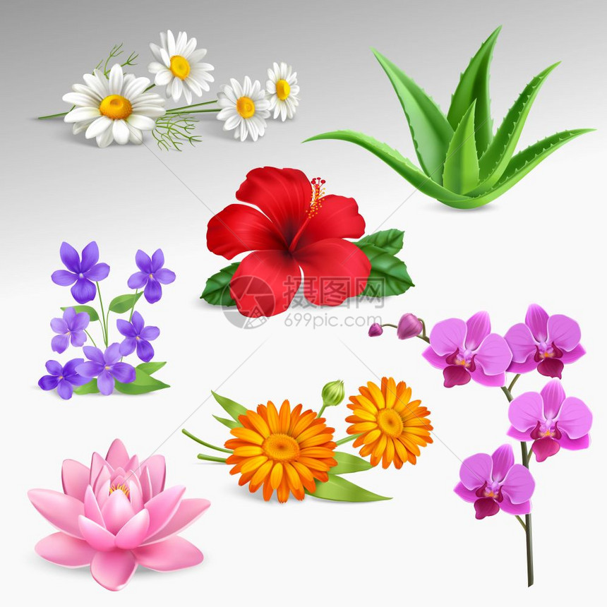 花卉植物现实图标收集多汁热带花园植物与温室兰花森林紫罗兰,洋甘菊花梯度灰色背景现实矢量插图图片
