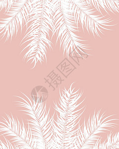 热带与白色棕榈叶植物的粉红色背景,矢量插图背景图片
