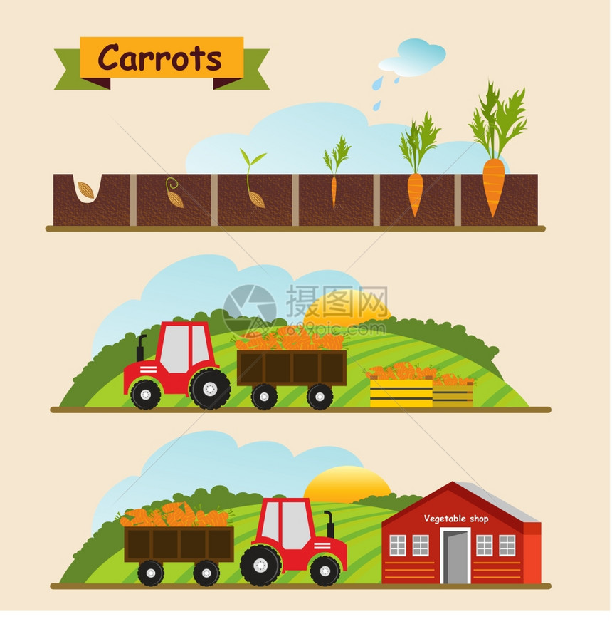 胡萝卜,植物的生长周期作物的收集交付矢量插图图片