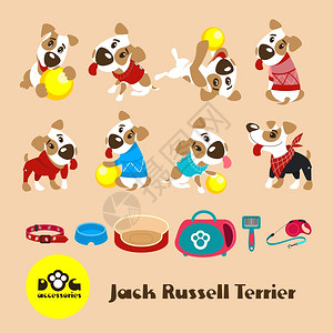 套八只趣的狗杰克罗素猎犬穿着衣服狗的衣服配件矢量插图图片