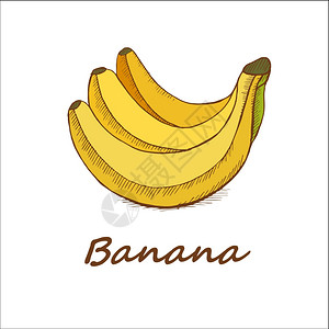 香蕉,手绘矢量插图背景图片