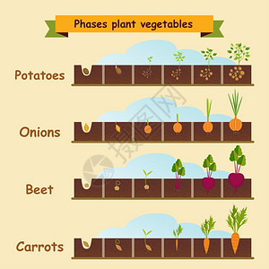 洋葱,胡萝卜,土豆,甜菜,植物的生长周期矢量插图图片