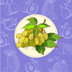葡萄,绿色葡萄葡萄汁水果矢量插图水果手绘的手绘矢量插图图片