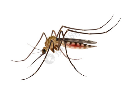 石牛寨蚊子逼真的插图真实的热带发热寨卡病发射器蚊子分离白色背景矢量插图插画