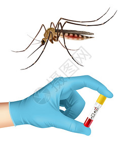蚊子血液测试现实的蚊子人的手医疗手套持血样矢量插图插画