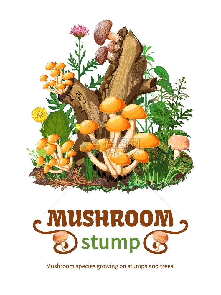 生长树桩上的野生蘑菇物种以蜂蜜香菇林花为载体,以卡通风格树桩树木上生长的野生蘑菇物种的矢量图图片