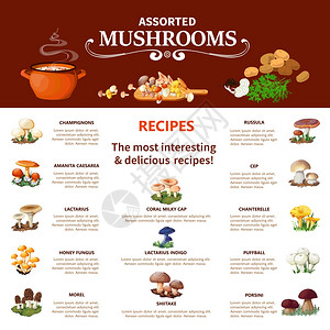 野生干货香菇什锦蘑菇信息图什锦蘑菇信息平布局与视觉信息同的食用物种最趣美味的食谱矢量插图插画