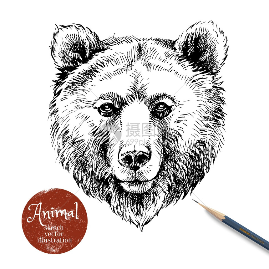 手绘棕熊动物矢量插图用铅笔标签横幅白色背景上绘制熊肖像图片