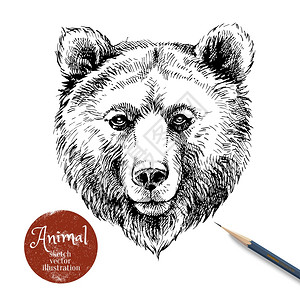 棕色的熊手绘棕熊动物矢量插图用铅笔标签横幅白色背景上绘制熊肖像插画