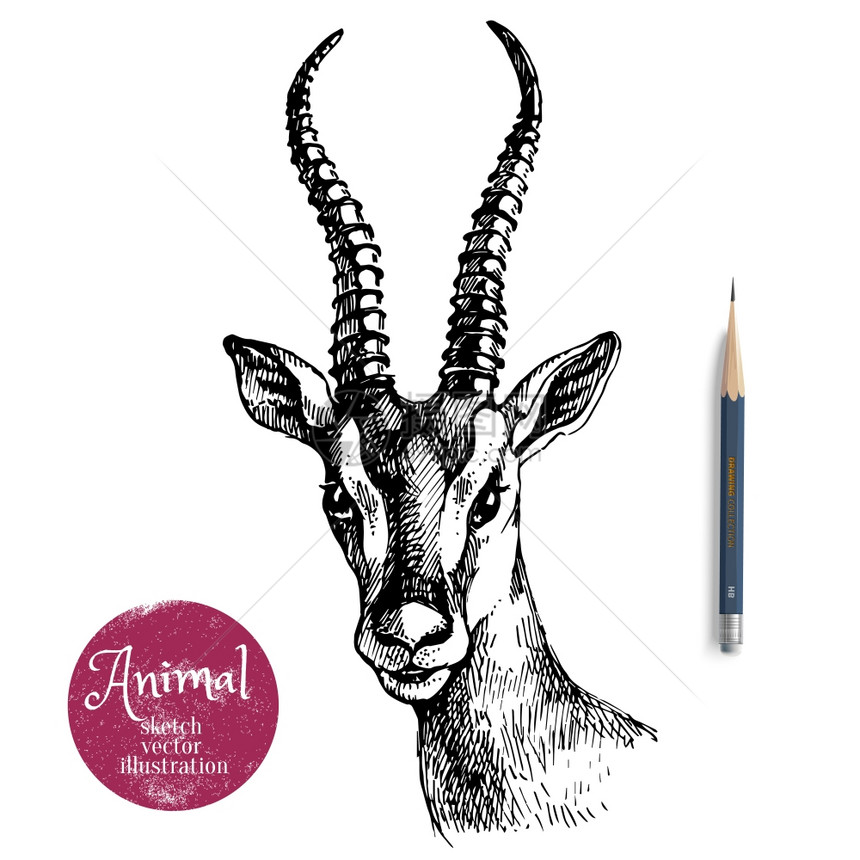 手绘羚羊肖像动物矢量插图素描隔离白色背景与铅笔标签横幅图片
