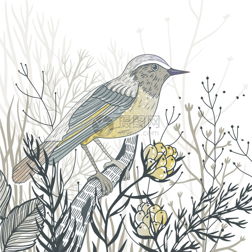 矢量手绘野生鸟类植物的插图图片