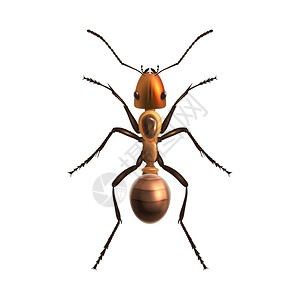 昆虫写实蚂蚁白色背景矢量图上分离图片