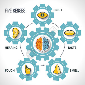 五感与人体器官图标大脑齿轮矢量插图图片